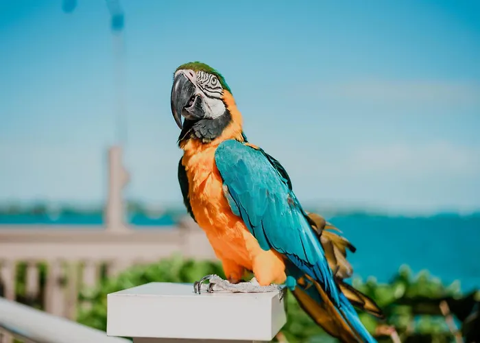 Hyatt Centric Key West Resort & Spa